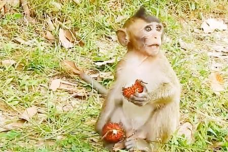 彪子是什么意思