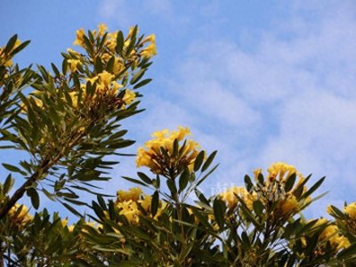 ​金花风铃木上线！柳州街头炎炎夏日的那一抹金黄