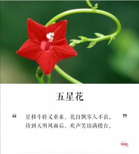 ​身边的花花草草一一五角星花