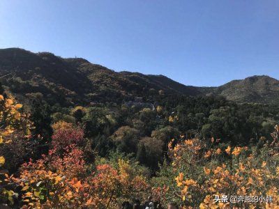 ​情侣不宜爬香山？什么时候赏红叶最好？等11月初吧