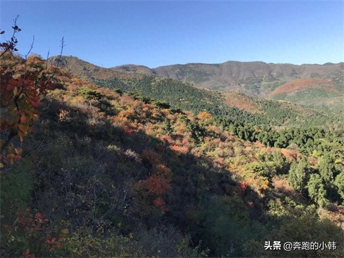 情侣不宜爬香山？什么时候赏红叶最好？等11月初吧