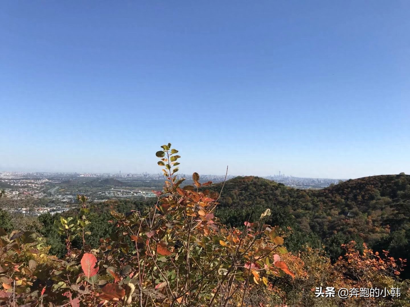 情侣不宜爬香山？什么时候赏红叶最好？等11月初吧