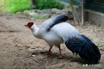 ​马鸡像马吗？看看就知道了