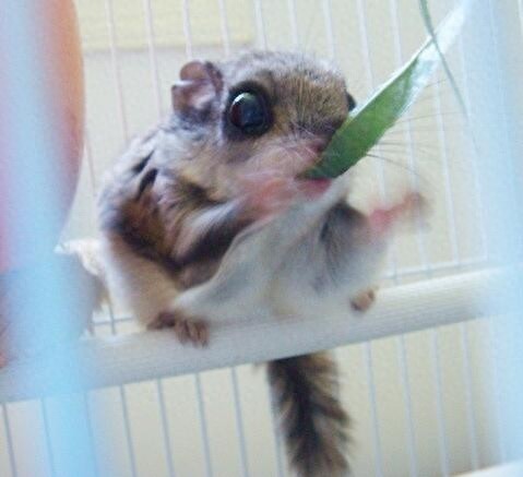 这年头老鼠也可以飞，泰国小飞鼠就是这么任性