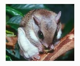 这年头老鼠也可以飞，泰国小飞鼠就是这么任性