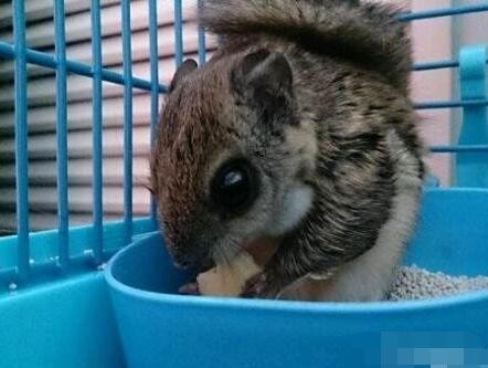 这年头老鼠也可以飞，泰国小飞鼠就是这么任性