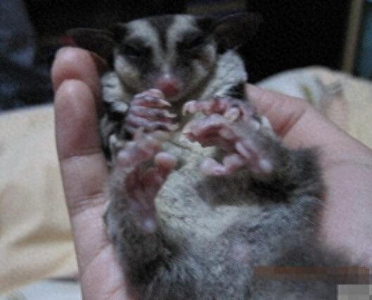 这年头老鼠也可以飞，泰国小飞鼠就是这么任性