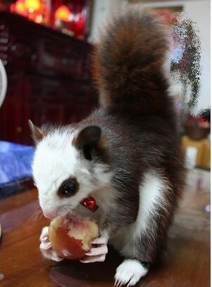 这年头老鼠也可以飞，泰国小飞鼠就是这么任性