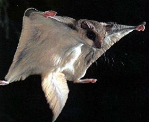 这年头老鼠也可以飞，泰国小飞鼠就是这么任性