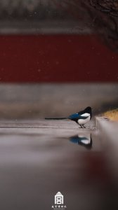 ​收藏！故宫蛇年初雪壁纸来了